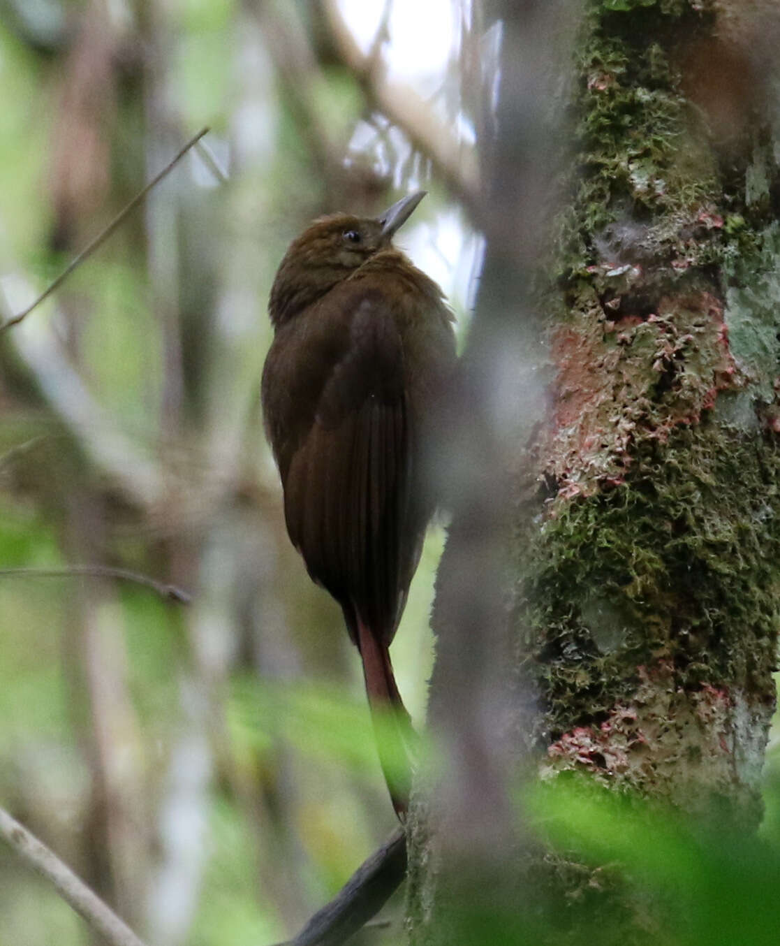 Image of Plain-winged Woodcreeper