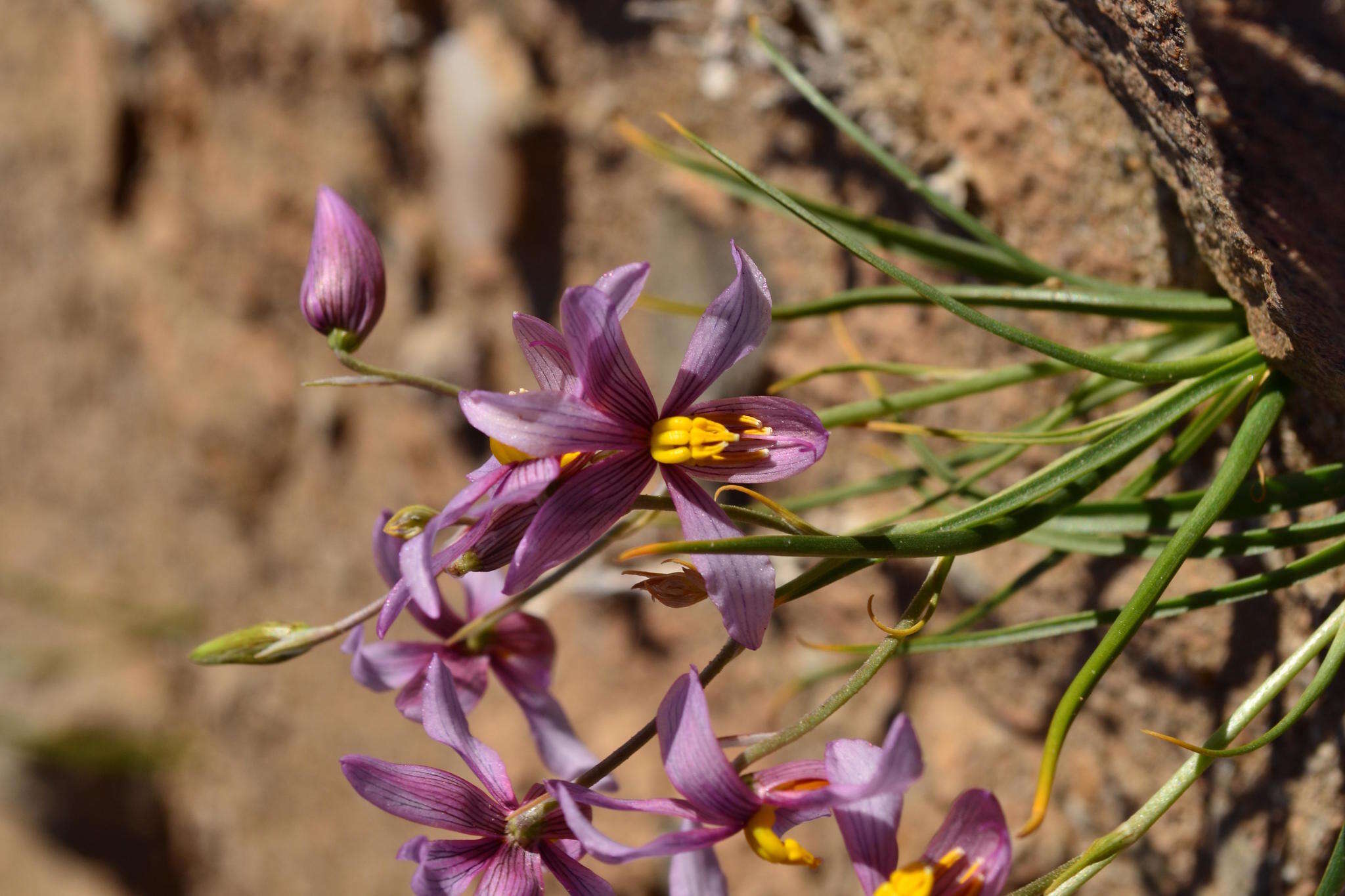 Image of Cyanella ramosissima (Engl. & Krause) Engl. & K. Krause