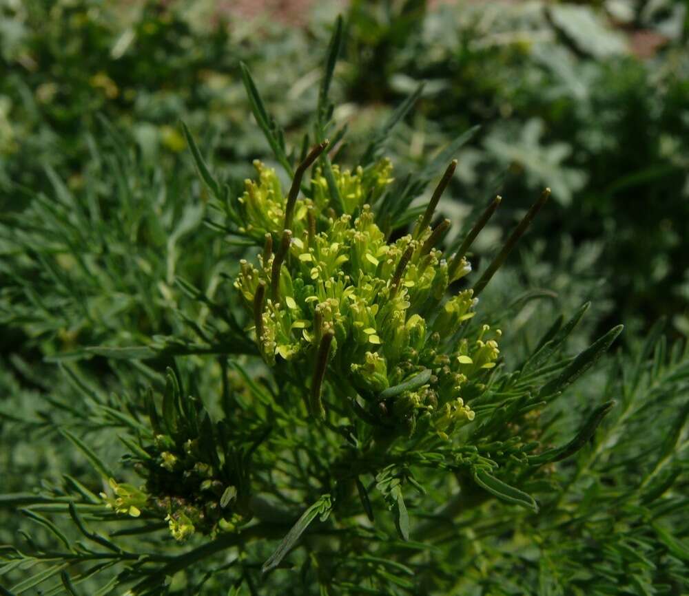 Image of herb sophia