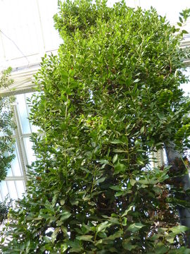 Image of Azores laurel