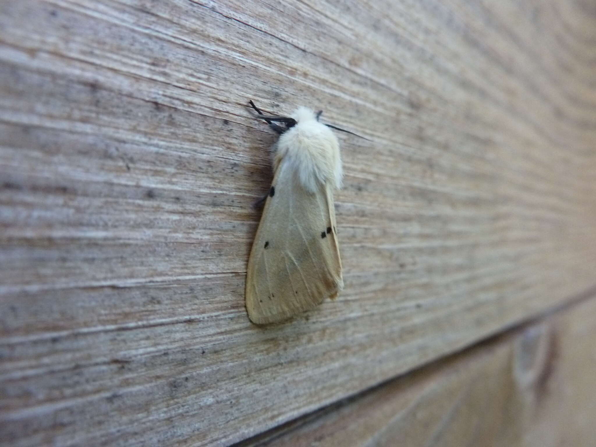 Spilosoma lutea Hüfnagel 1766 resmi