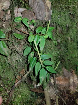 Image of Peperomia tenelliformis Trel.