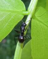 Image of Camponotus arminius Forel 1910