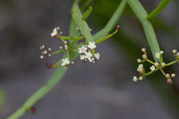 Imagem de Platysace compressa (Labill.) C. Norman