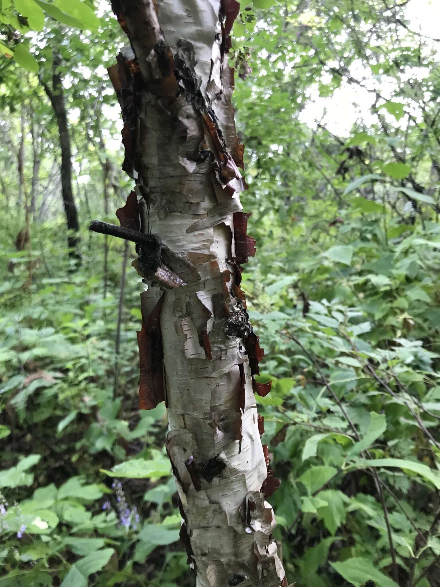 Image of Betula dauurica