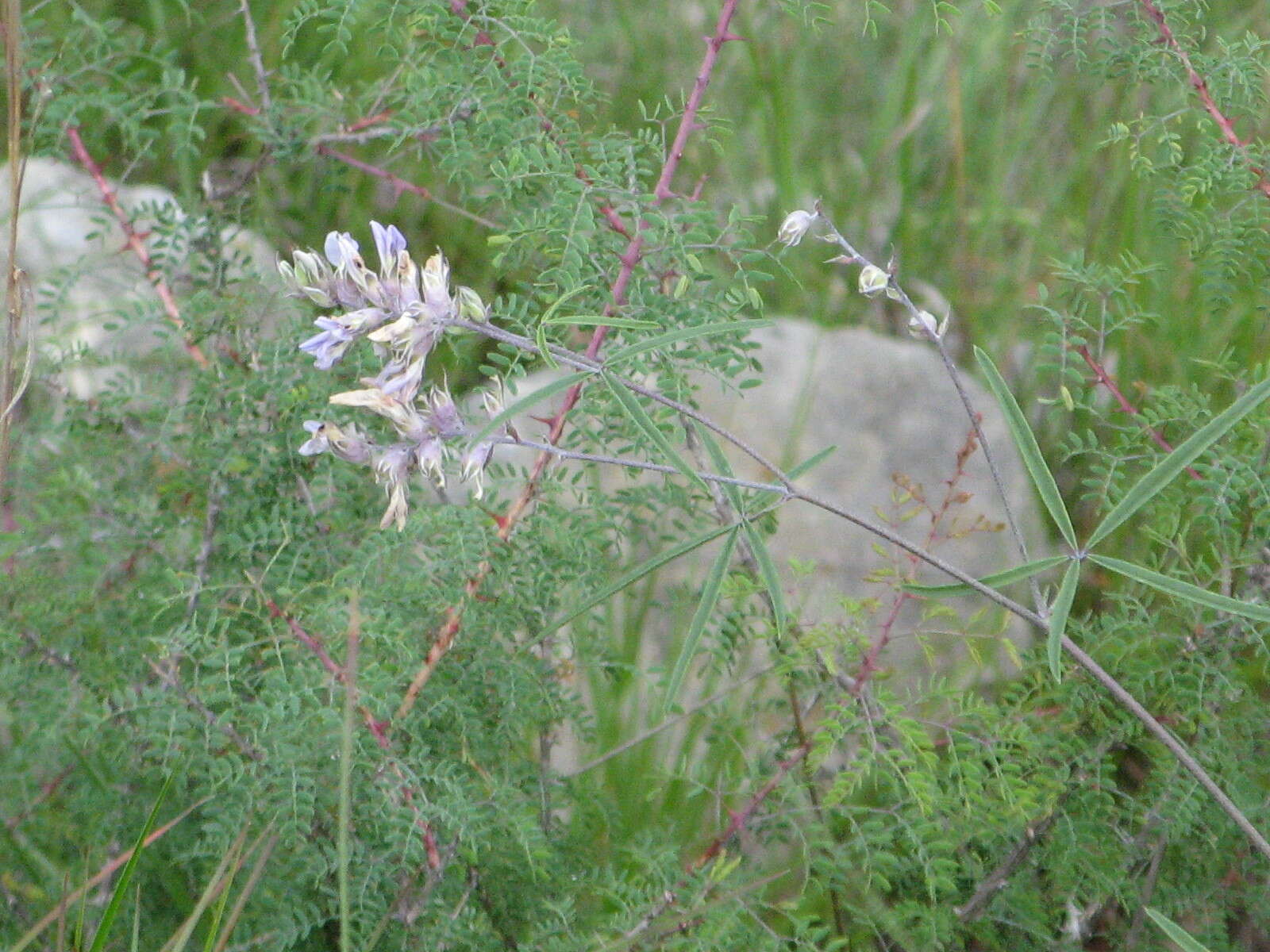 Imagem de Psoralea cyphocalyx A. Gray