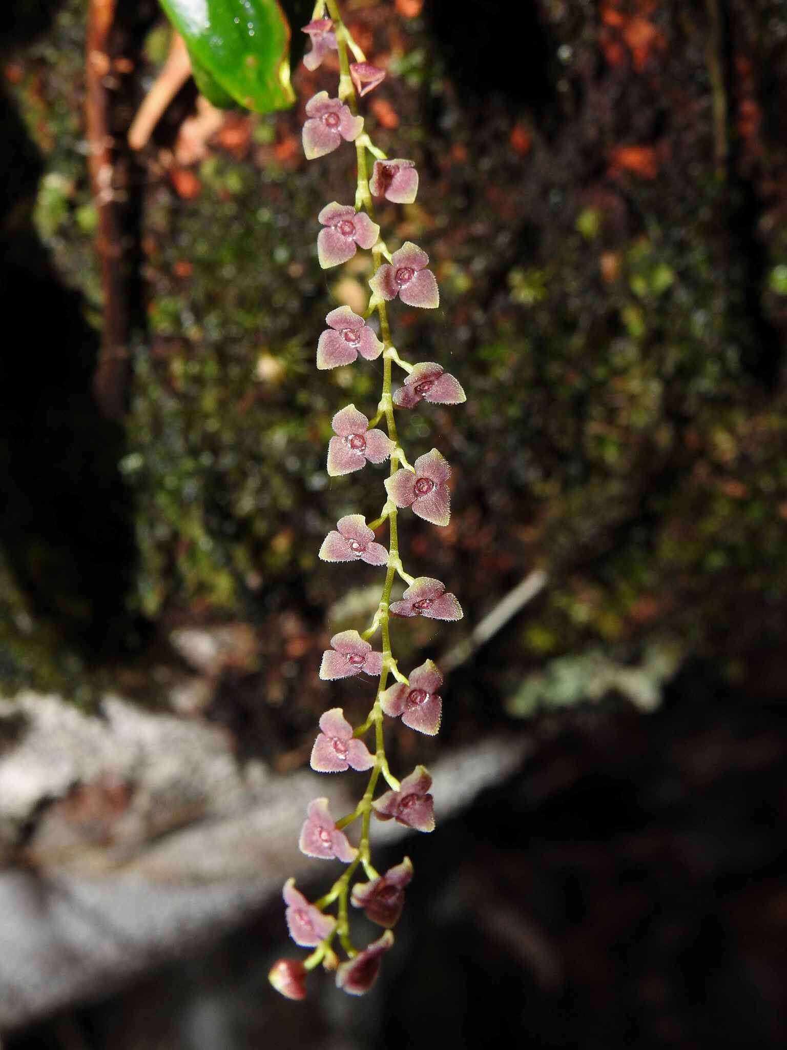 Stelis argentata Lindl.的圖片