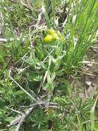 Image of Hall's ragwort