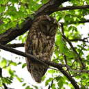 Image of Himalayan Owl