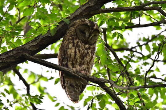 Image of Himalayan Owl