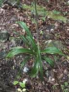 Sivun Veratrum hybridum (Walter) J. H. Zimmerman ex Zomlefer kuva