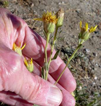 Image of sessileflower false goldenaster