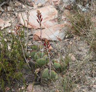 Image of Adromischus sphenophyllus C. A. Smith