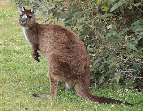 Image of Macropus fuliginosus fuliginosus (Desmarest 1817)