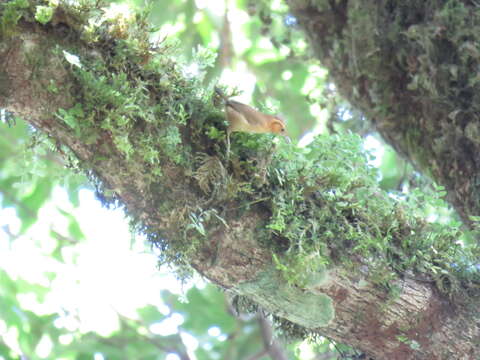 Image of Ochraceous Wren