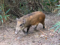 Imagem de Sus scrofa moupinensis Milne-Edwards 1871