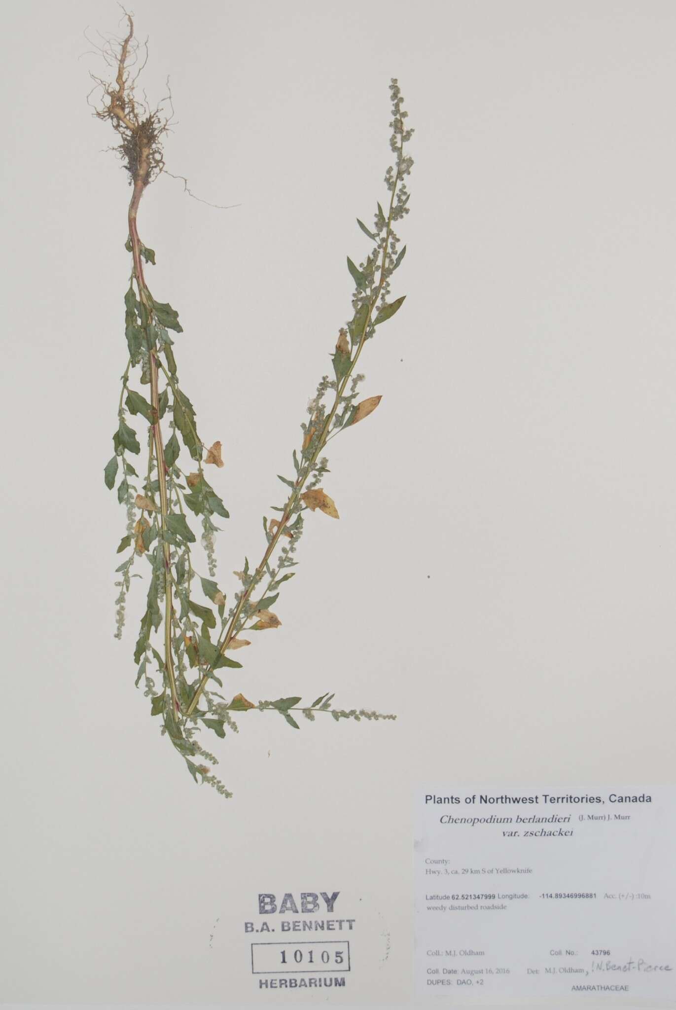 Image of Chenopodium berlandieri var. zschackei (J. Murr) J. Murr