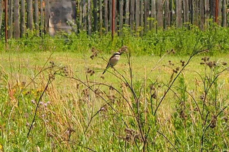 Image of Red-backed Shrike