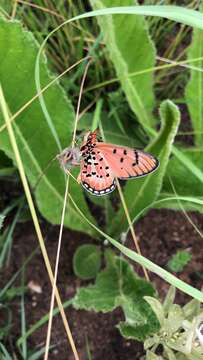 Image of Acraea nohara Boisduval 1847