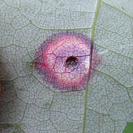 Image of Ocellate Gall Midge