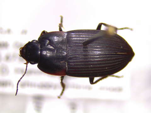 Plancia ëd Anisodactylus (Gynandrotarsus) rusticus (Say 1823)