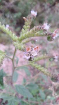 Phacelia secunda J. F. Gmel. resmi