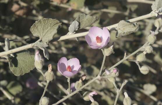 Imagem de Malacothamnus jonesii (Munz) Kearney