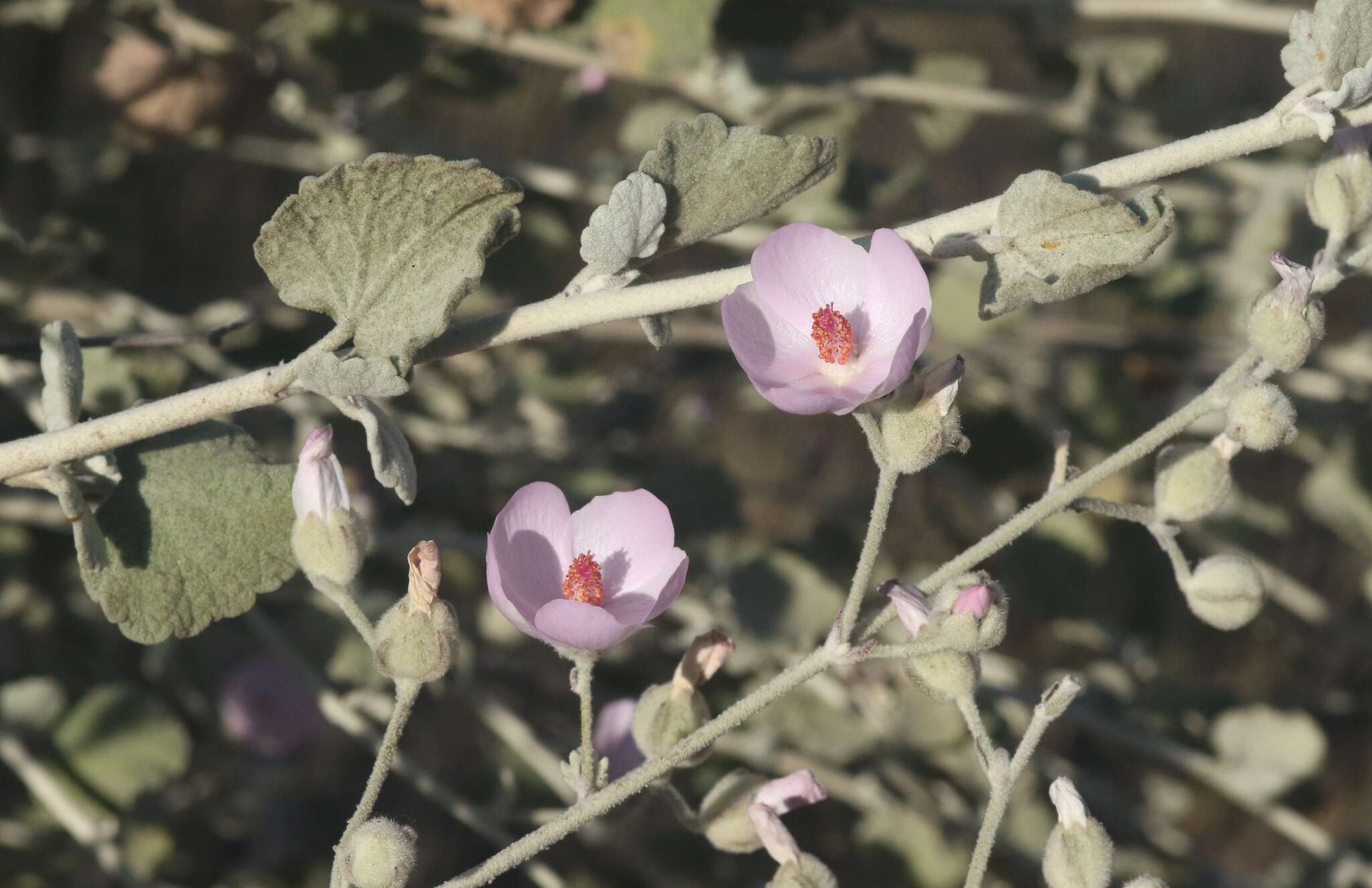 Image of slender bushmallow