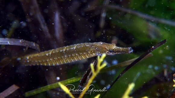 Image of Black-striped Pipefish