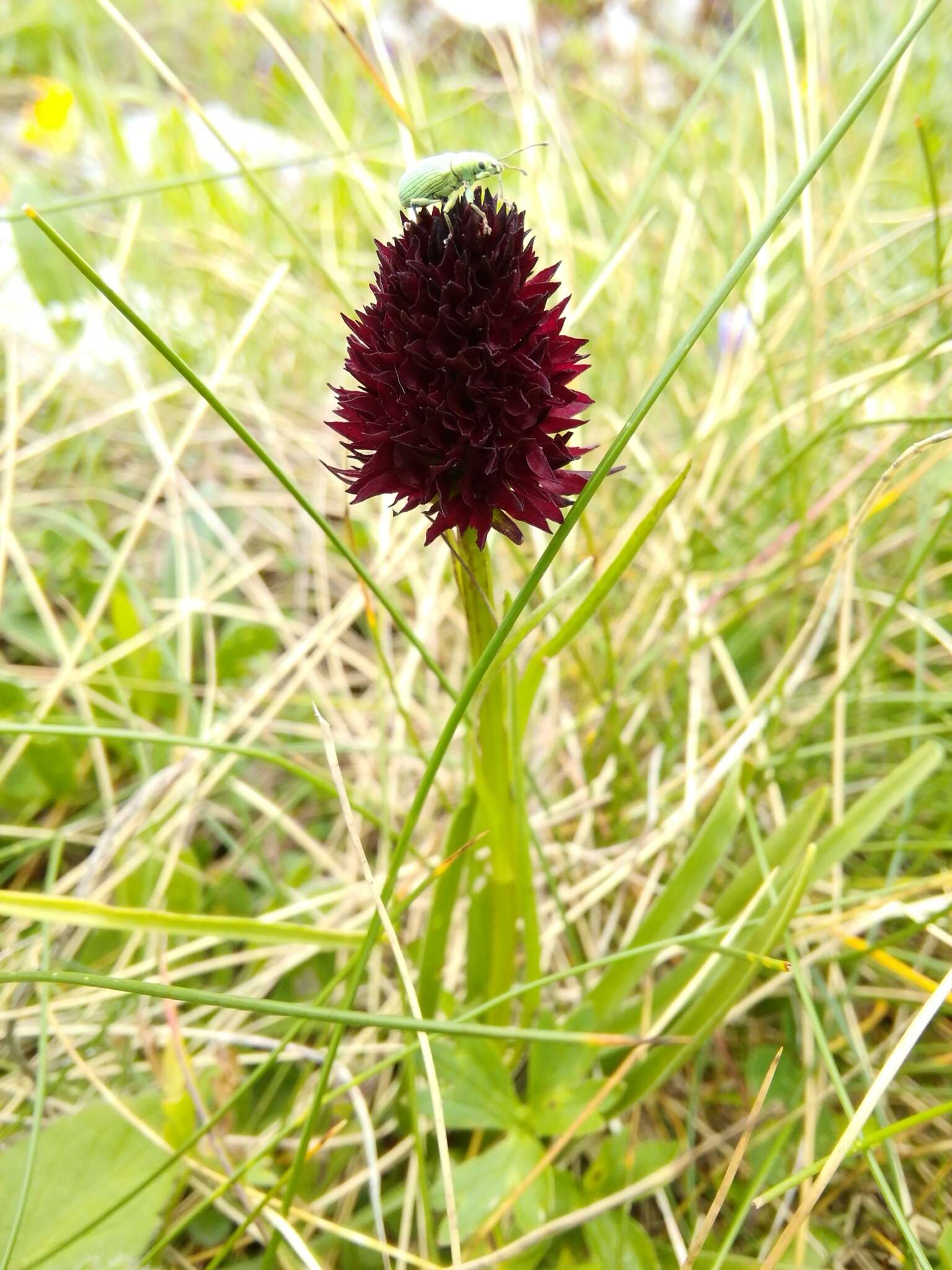 صورة Gymnadenia rhellicani (Teppner & E. Klein) Teppner & E. Klein