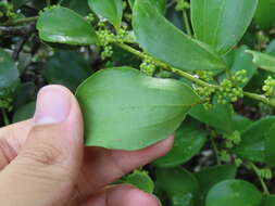 Dendrotrophe varians (Bl.) Miq. resmi