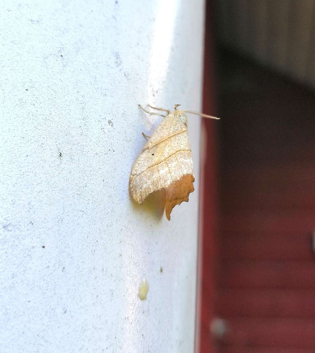 Image of scalloped hook-tip