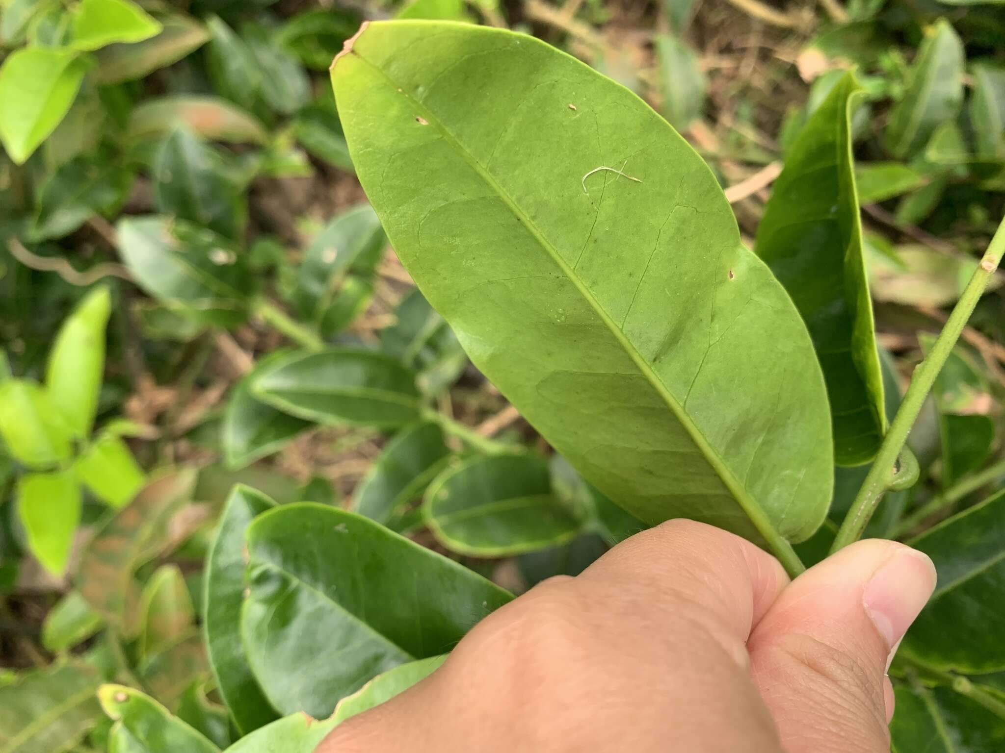 Image of Capparis lanceolaris DC.