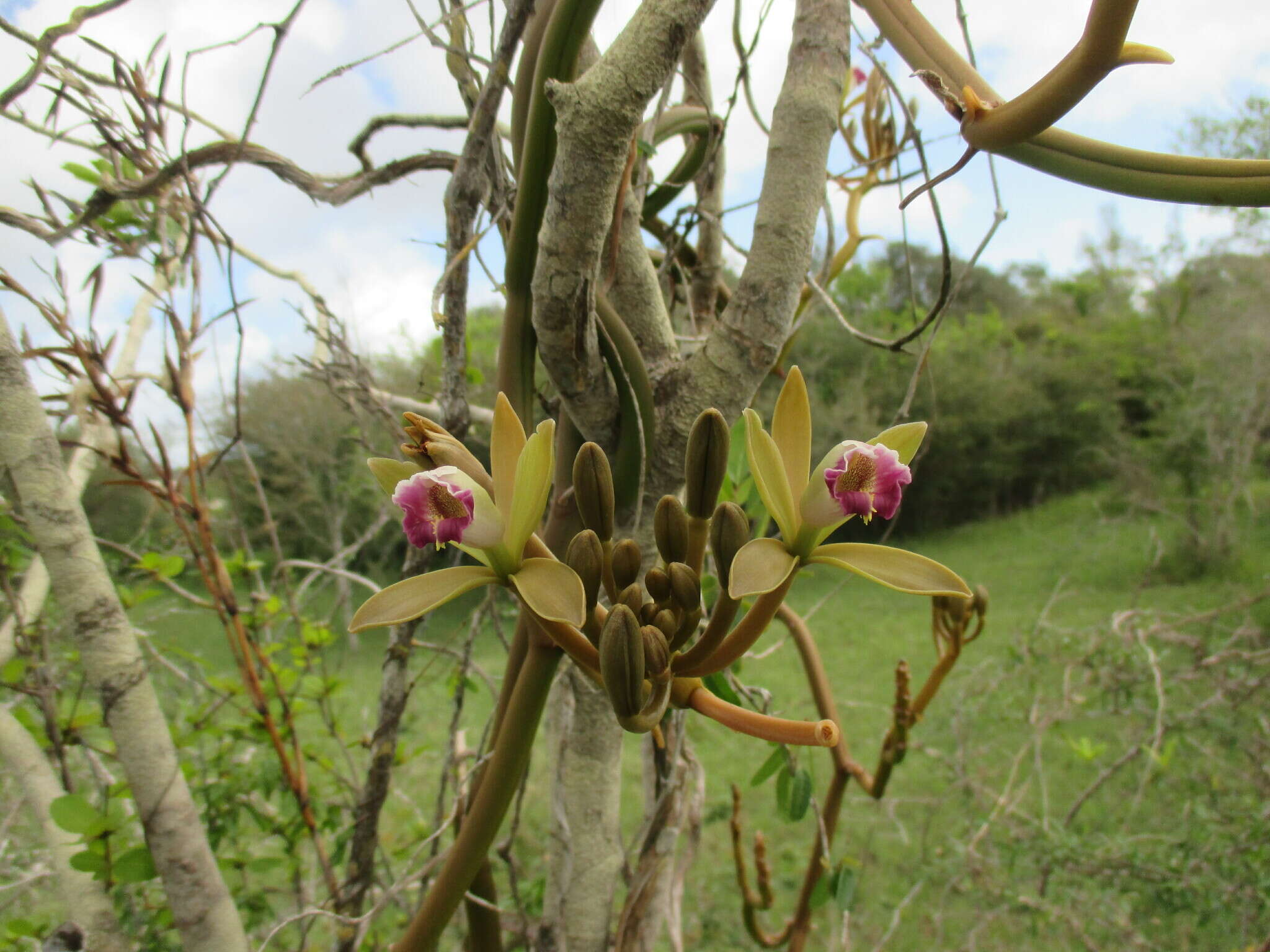 Image of Wormvine Orchid