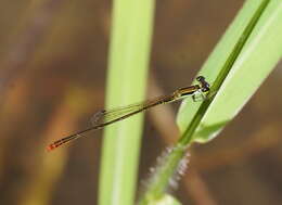 Imagem de Agriocnemis pygmaea (Rambur 1842)