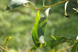 Sivun Acacia pycnantha Benth. kuva