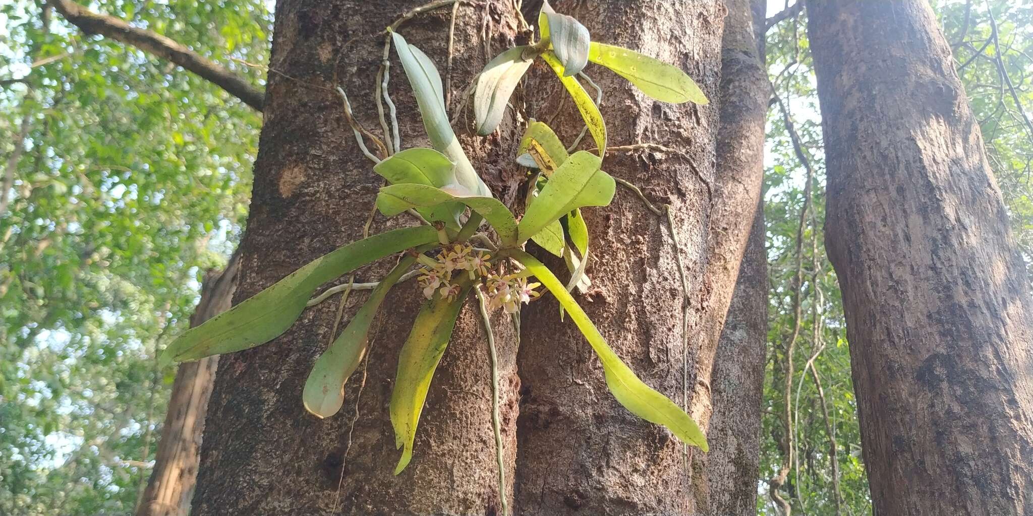 Imagem de Gastrochilus flabelliformis (Blatt. & McCann) C. J. Saldanha