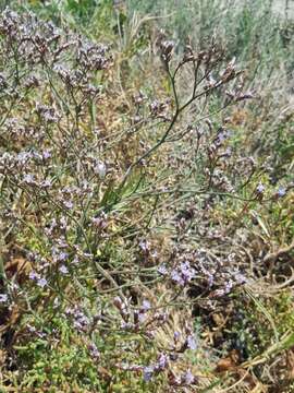 Imagem de Limonium californicum (Boiss.) Heller