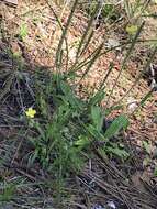 Oenothera linifolia Nutt.的圖片