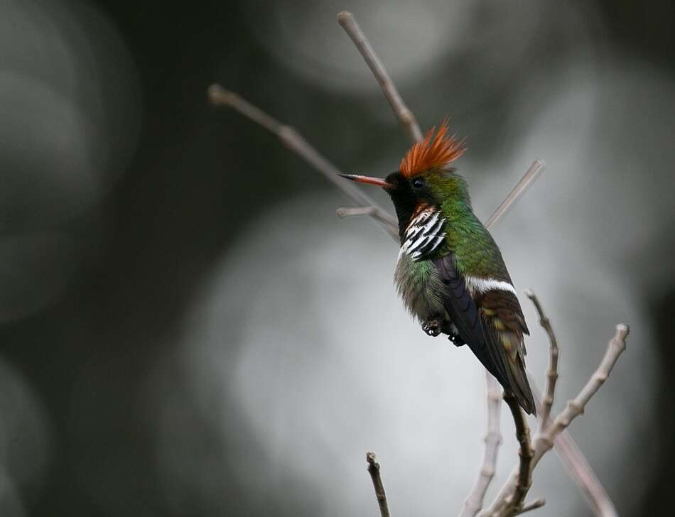 Lophornis magnificus (Vieillot 1817) resmi