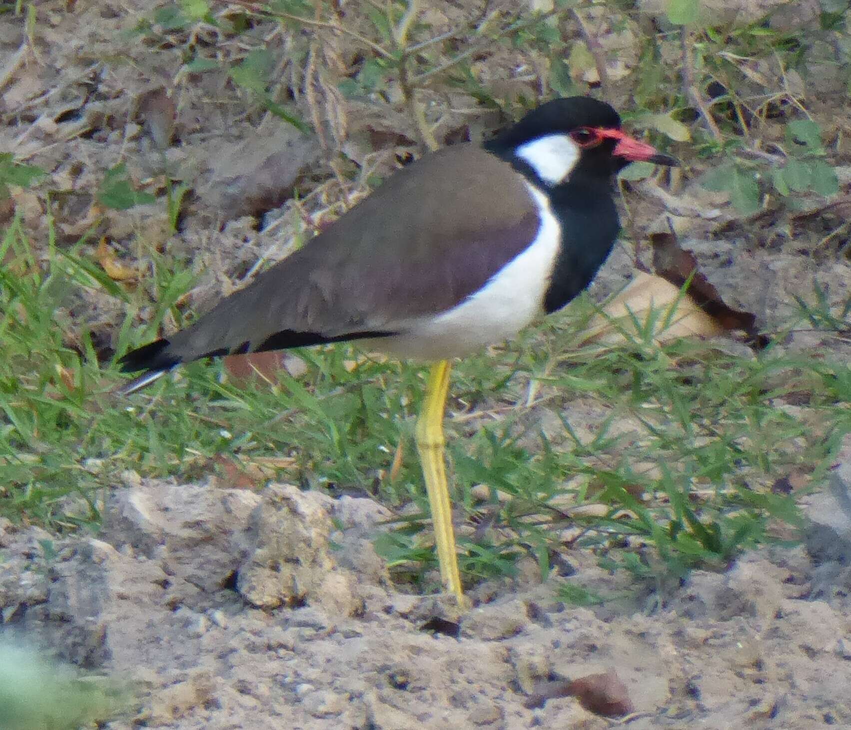 Image of Red-wattled Lapwing