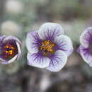 صورة Corynabutilon bicolor (Phil. ex K. Schum.) Kearney