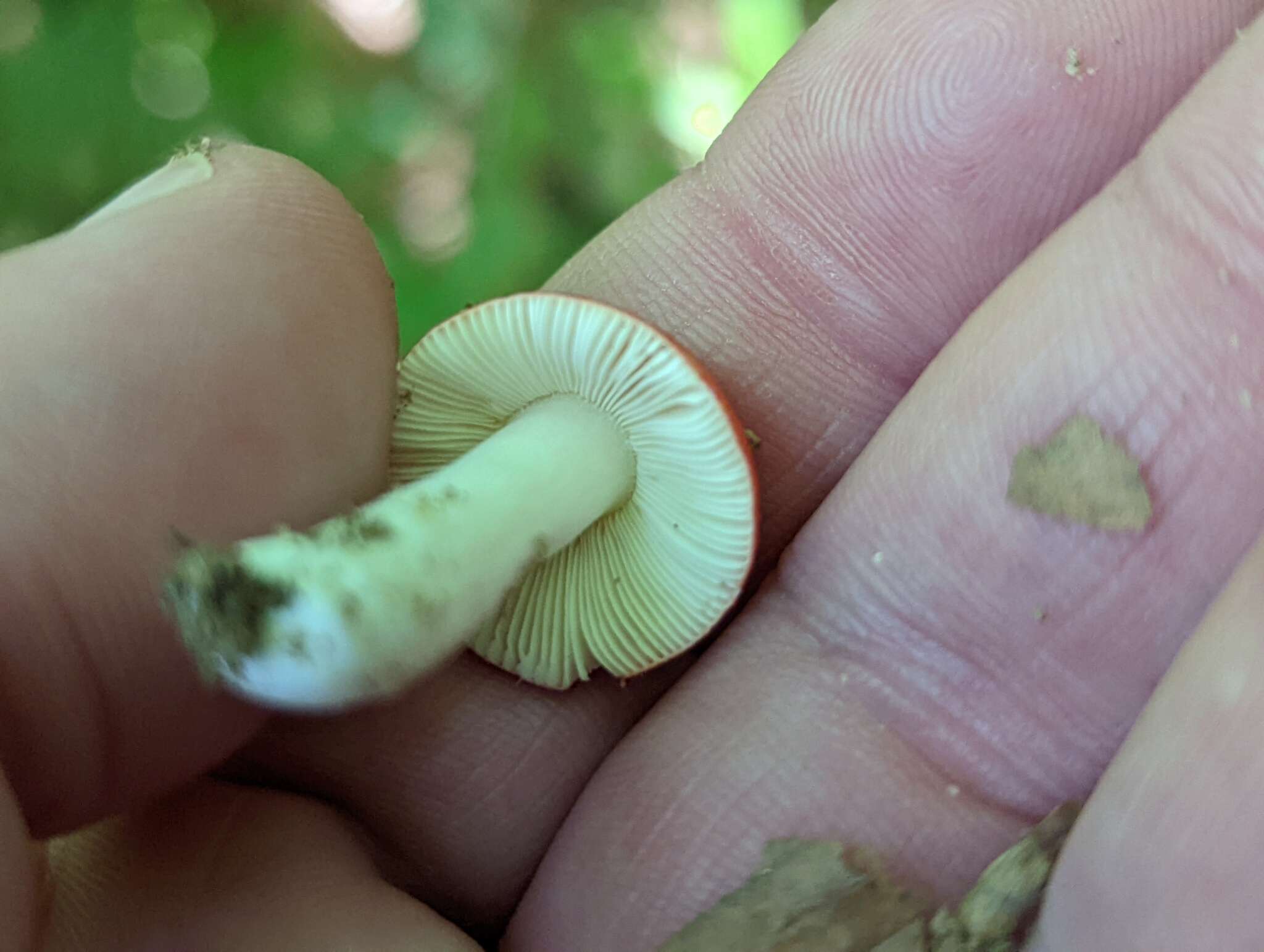 Image of Russula pseudopeckii Fatto 1998