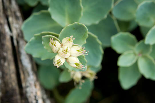 Sivun Phedimus subcapitatus (Hayata) S. S. Ying kuva