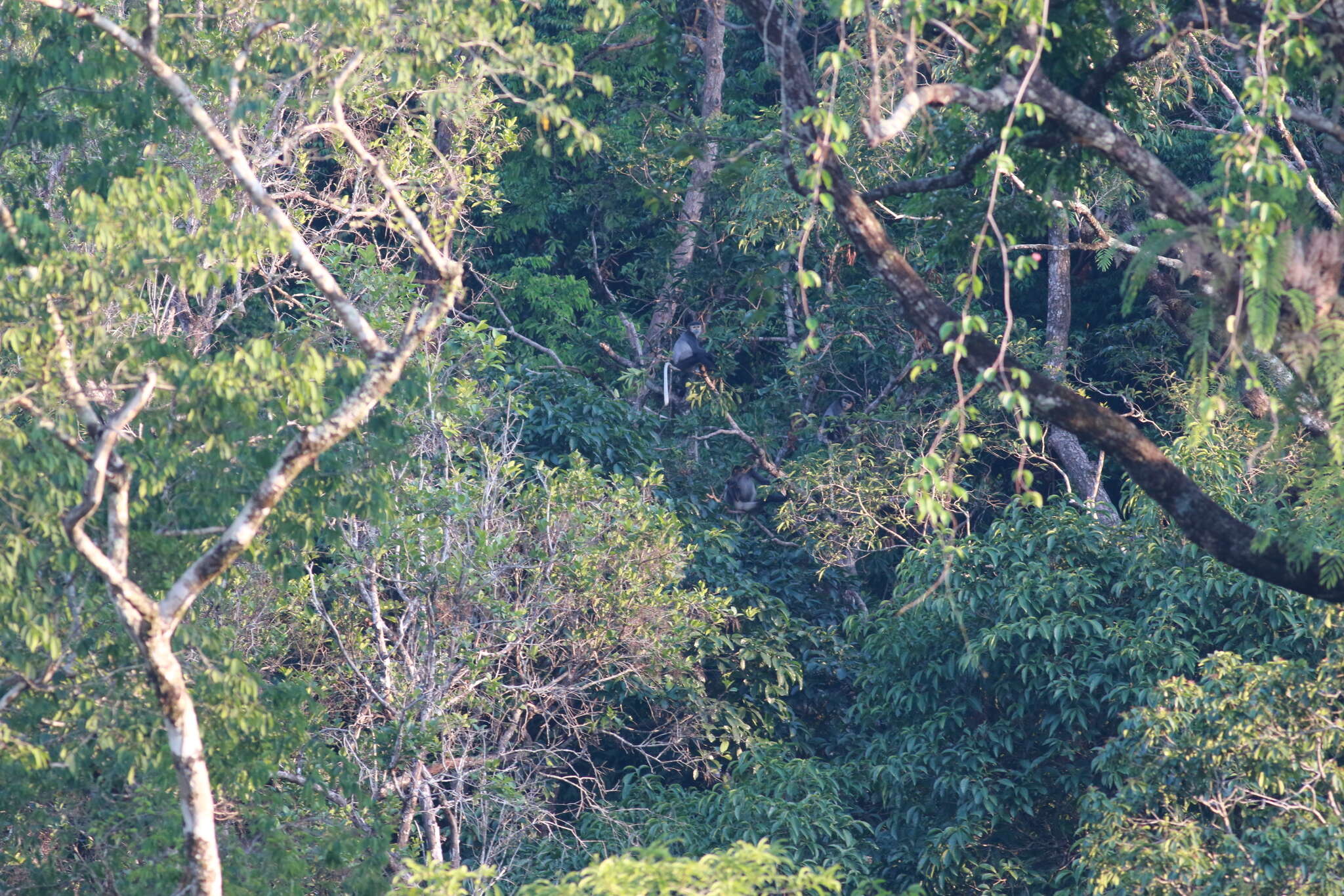 Image of Black-shanked Douc Langur