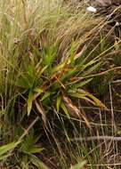 Imagem de Mesanthemum africanum Moldenke