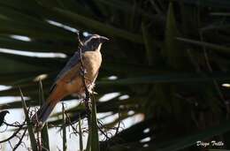 Image of Golden-billed Saltator