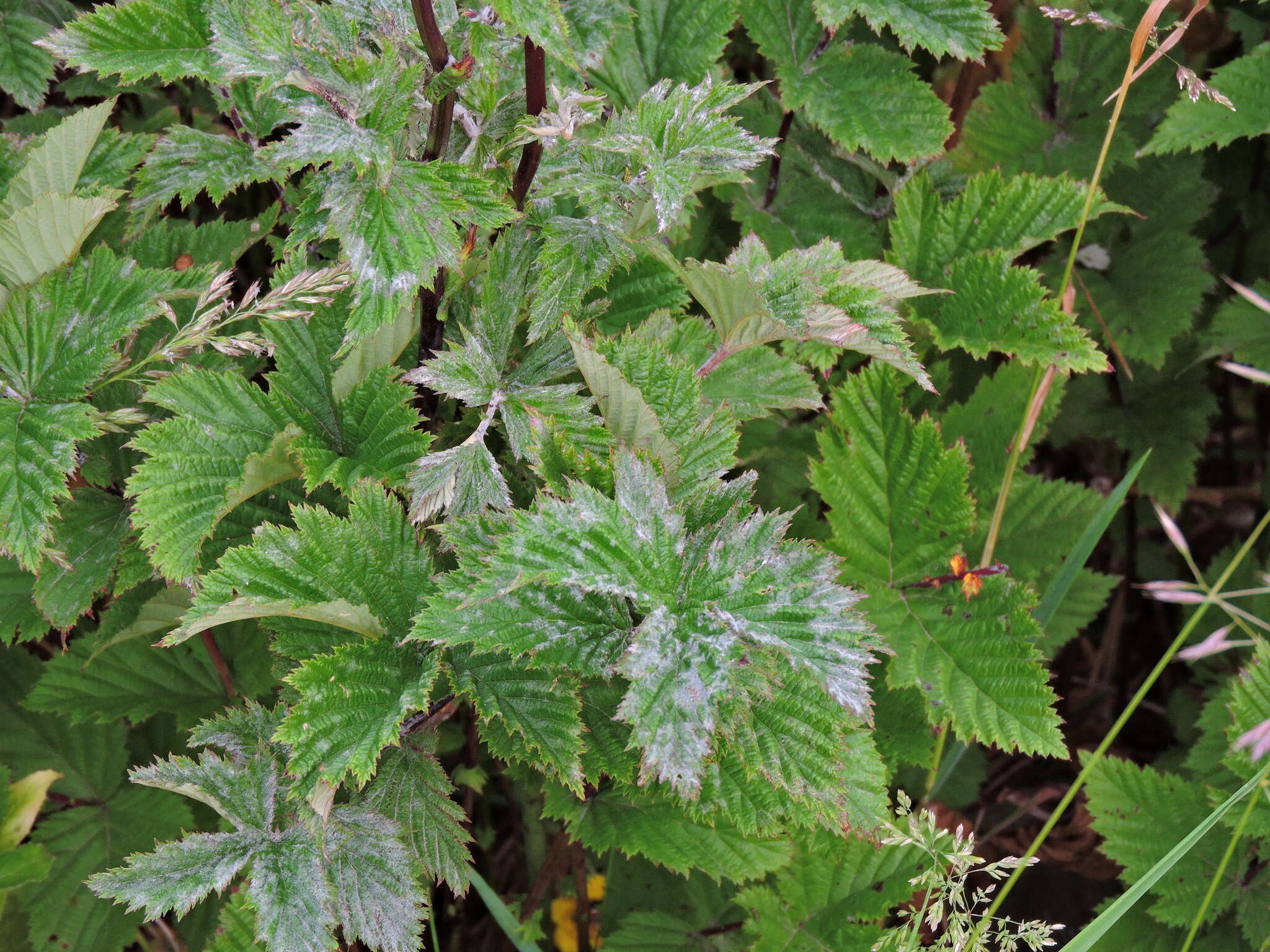 Podosphaera filipendulae (Z. Y. Zhao) T. Z. Liu & U. Braun 2010的圖片