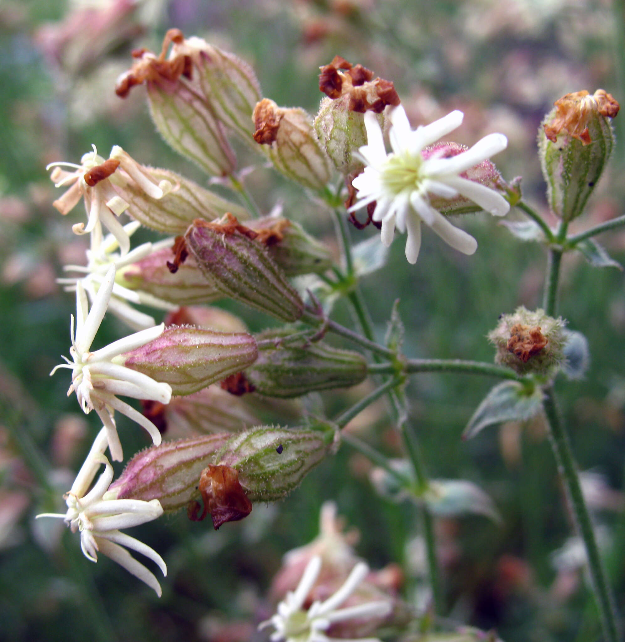 Image de Silene spergulifolia (Willd.) M. Bieb.