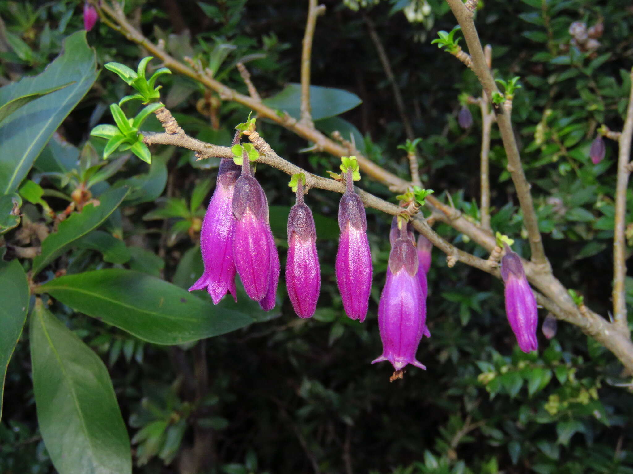 Image of Latua pubiflora (Griseb.) Baill.